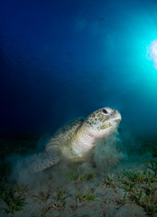 Sea Turtle Eating