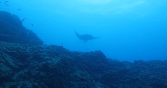 Manta rays at Revillagigedo islands, Mexico 