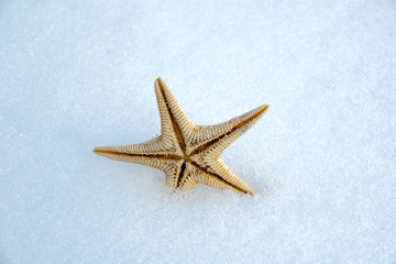 starfish on the snow 