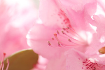 rhododendron branch with delicate pink flowers