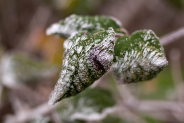 Green background. Background of a green plant with frost. Green plant in winter