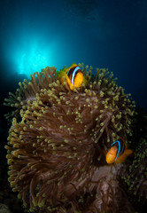 Fototapeta na wymiar Clown Fish on Anemone