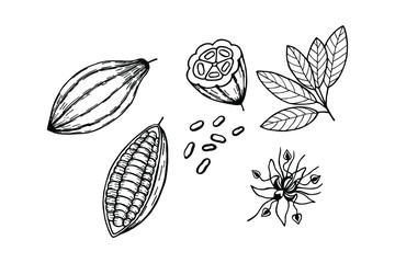 cocoa fruit, beans, flower, leaves. Chocolate. eps10 vector stock illustration. hand drawing