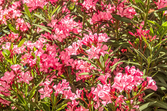 Pink oleander (adelpha), floral background, floral texture