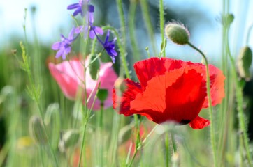 Blooming poppy with white daisies in a summer meadow, a symbol of spring and victory