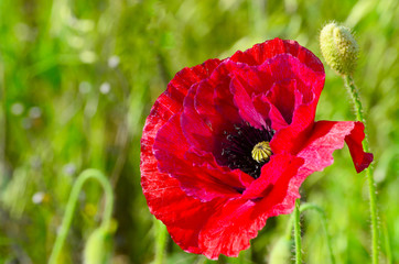 Large red branching poppy on a summer meadow, a symbol of spring and victory