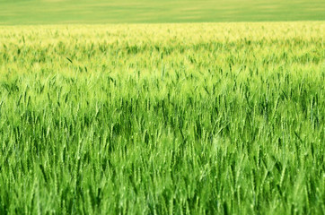 Green ears of wheat and rye close-up on an agricultural field symbol of a new crop