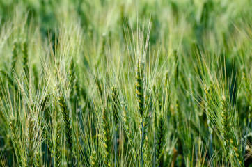 Green ears of wheat and rye close-up on an agricultural field symbol of a new crop