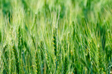 Green ears of wheat and rye close-up on an agricultural field symbol of a new crop