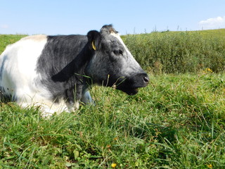 cow on a meadow chewing on grass
