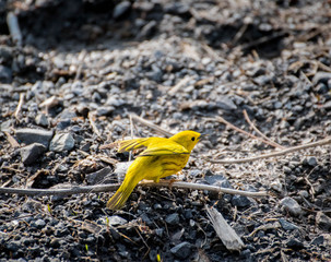 Yellow warbler in its natural environment. Yellow warbler