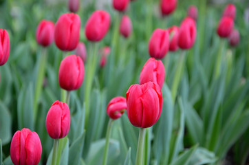  many red tulips in the garden bokeh