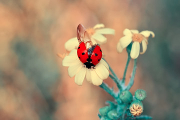 Beautiful ladybug on leaf defocused background
