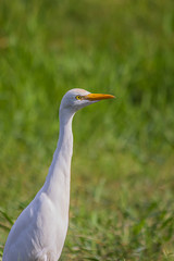 portrait of a white egyptian heron standing on the grass and carefully looking to the side