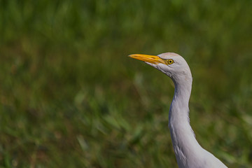 portrait of a white egyptian heron standing on the grass and carefully looking to the side arched neck