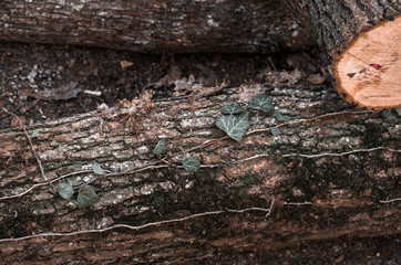 Plant growing on the surface of a tree log