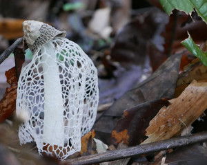 Phallus indusiatus, commonly known as long net stinkhorn, veiled lady or bamboo mushrooms, in typical blossom veil on the ground level of the Tambopata tropical forest in Peruvian Amazonia