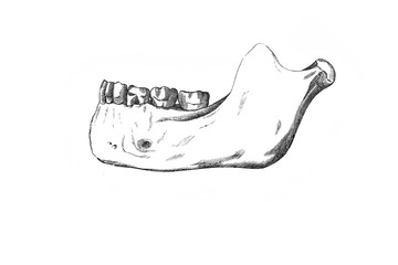 Lower jaw in the old book the Anatomie of a Human, by M.P. Vishnevskiy, 1890, Moscow