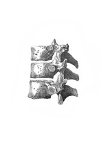 Tenth, eleventh and twelfth thoracic vertebrae in the old book the Anatomie of a Human, by M.P. Vishnevskiy, 1890, Moscow