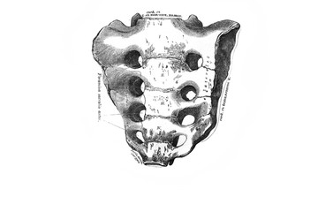 Sacrum, front in the old book the Anatomie of a Human, by M.P. Vishnevskiy, 1890, Moscow