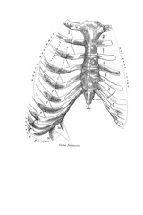 Breast bone in conjunction with costal cartilage in the old book the Anatomie of a Human, by M.P. Vishnevskiy, 1890, Moscow
