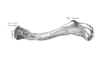 Right collarbone, bottom view in the old book the Anatomie of a Human, by M.P. Vishnevskiy, 1890,...