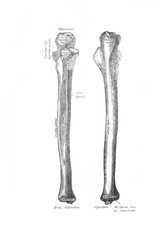Right ulnar bone, front, back in the old book the Anatomie of a Human, by M.P. Vishnevskiy, 1890, Moscow