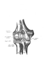 Right elbow joint, front in the old book the Anatomie of a Human, by M.P. Vishnevskiy, 1890, Moscow