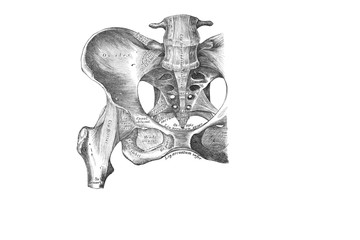 Anonymous bone joint. Front side  in the old book the Anatomie of a Human, by M.P. Vishnevskiy,...
