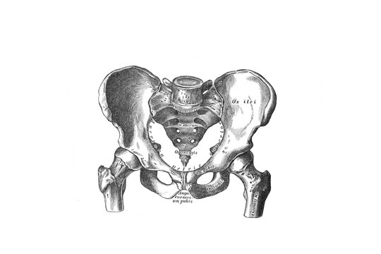 Male pelvis on top in the old book the Anatomie of a Human, by M.P. Vishnevskiy, 1890, Moscowv