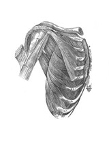 Muscles of the chest. The second and third layer  in the old book the Anatomie of a Human, by M.P. Vishnevskiy, 1890, Moscow