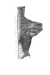 Broad back muscles in the old book the Anatomie of a Human, by M.P. Vishnevskiy, 1890, Moscow