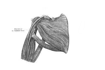 Shoulder muscles in the old book the Anatomie of a Human, by M.P. Vishnevskiy, 1890, Moscow