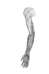 Fascia of the upper limb in the old book the Anatomie of a Human, by M.P. Vishnevskiy, 1890, Moscow