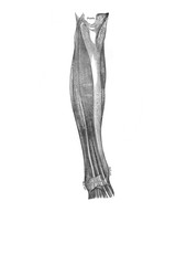 Muscles on the front and outside of the leg in the old book the Anatomie of a Human, by M.P. Vishnevskiy, 1890, Moscow