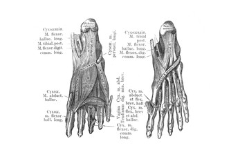 Muscles of the sole in the old book the Anatomie of a Human, by M.P. Vishnevskiy, 1890, Moscow