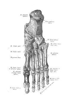 Bones of the right foot, from the plantar side in the old book the Anatomie of a Human, by M.P. Vishnevskiy, 1890, Moscow