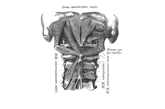 Short back muscles in the old book the Anatomie of a Human, by M.P. Vishnevskiy, 1890, Moscow