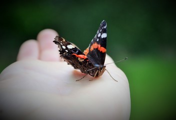 Schmetterling auf der Hand eines Menschen 