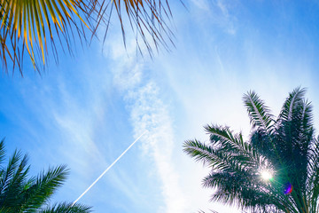 the plane flies in the blue sky with a view of palm trees