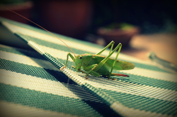 Grashüpfer sitzt auf einem Gartenstuhl