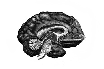Brain from the side in the old book the Anatomical Images, by N. Pirogova, 1850, S.-Petersburg