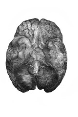 Brain in the old book the Anatomical Images, by N. Pirogova, 1850, S.-Petersburg
