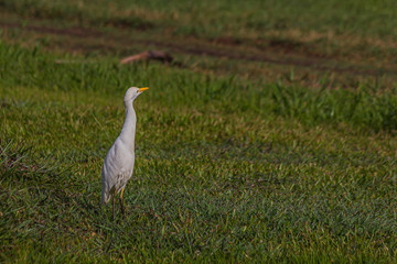 Fototapeta premium white egyptian heron stands on the grass and carefully looks back