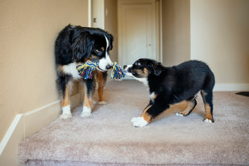 Australian Shepherd dog playing tug of war with puppy in hallway of home