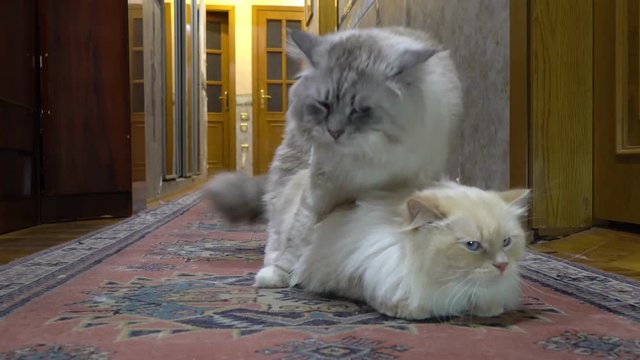 Love game and courtship between two Siberian  color point cats in a city apartment