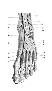 Artere feet in the old book D'Anatomie Chirurgicale, by B. Anger, 1869, Paris