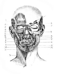 Different regions of muscles of the face in the old book D'Anatomie Chirurgicale, by B. Anger,...