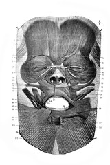Muscles of the face in the old book D'Anatomie Chirurgicale, by B. Anger, 1869, Paris