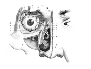 Tear ducts in the old book D'Anatomie Chirurgicale, by B. Anger, 1869, Paris
